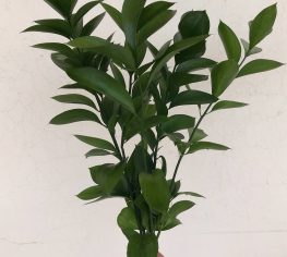 Ruscus | 1 Demet - 10 Dal | Canlı - Taze  Ender'den