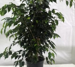 Ficus - Starlight - 21'lik saksı - 80-100 cm