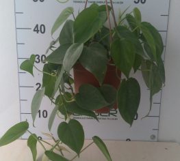 Philodendron Scandes - askılı