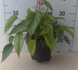 Philodendron Brasil - askılı