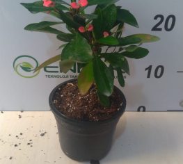 Euphorbia Milii - Dikenler Tacı - 12'lik saksı