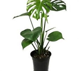 Monstera - Devetabanı - 19'luk saksı - 2 kök