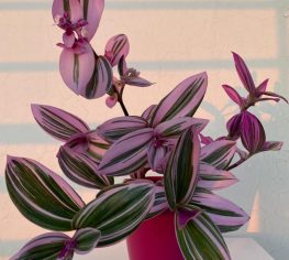 Nanouk - Pembe Telgraf Çiçeği